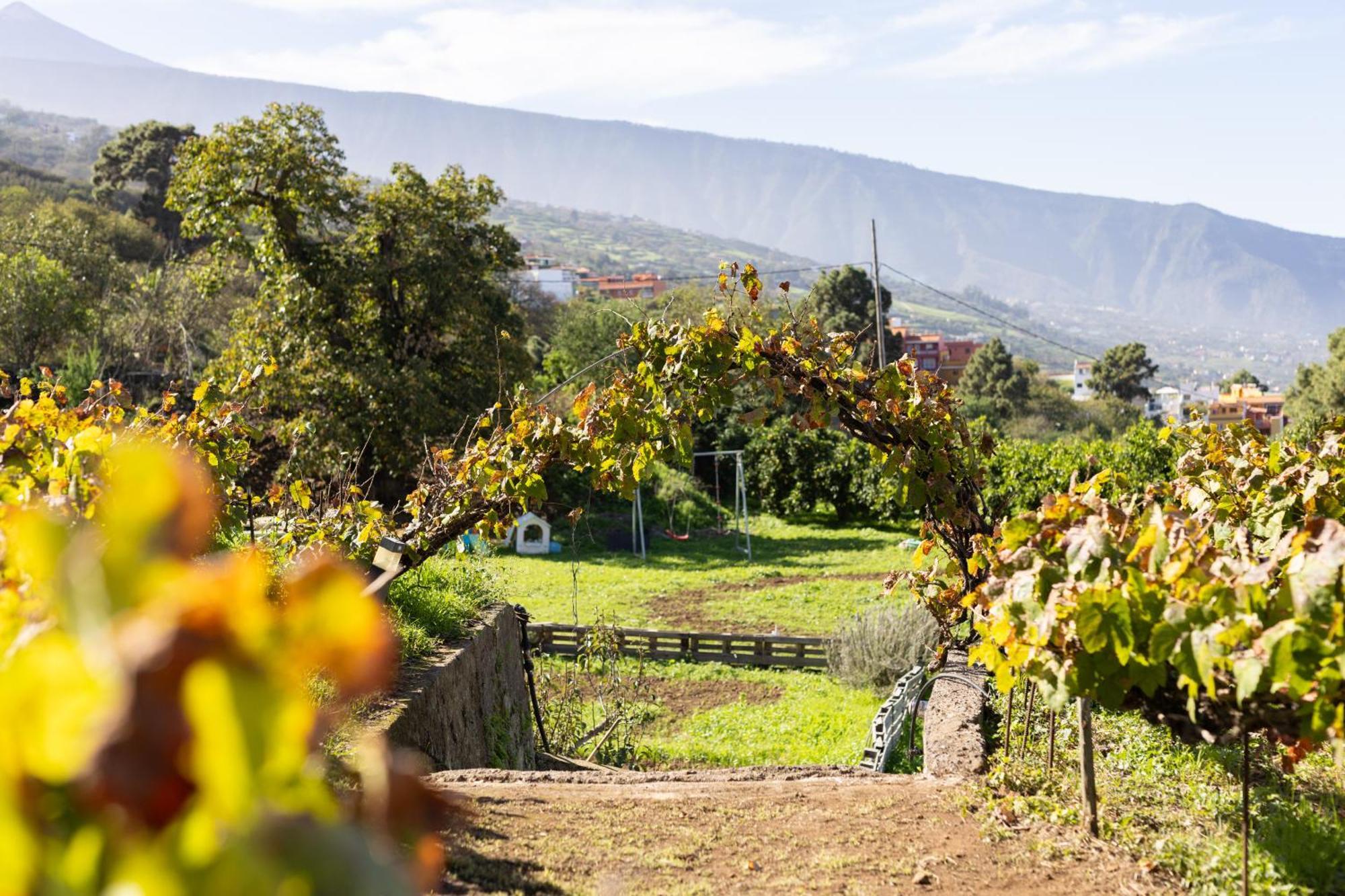 Ek Drago Finca El Milagro La Orotava Dış mekan fotoğraf