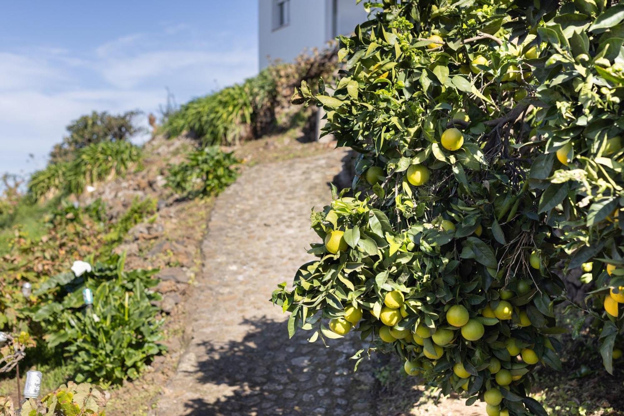 Ek Drago Finca El Milagro La Orotava Dış mekan fotoğraf